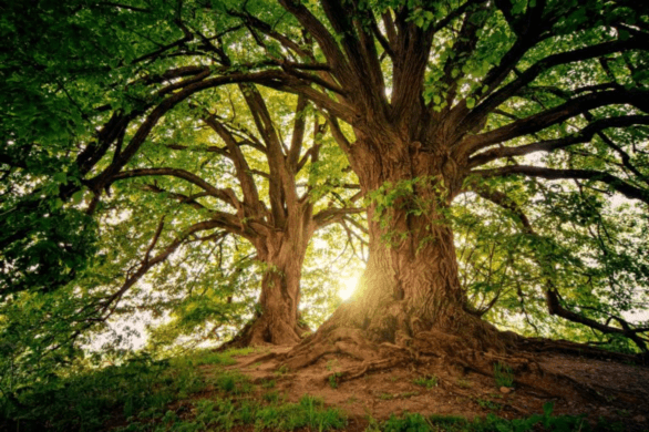 Indian trees and Its Interesting Facts