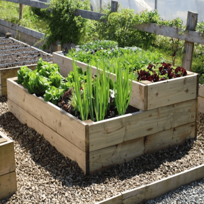 Cultivating Joy: The Delight of a Well-Cared-For Vegetable Garden