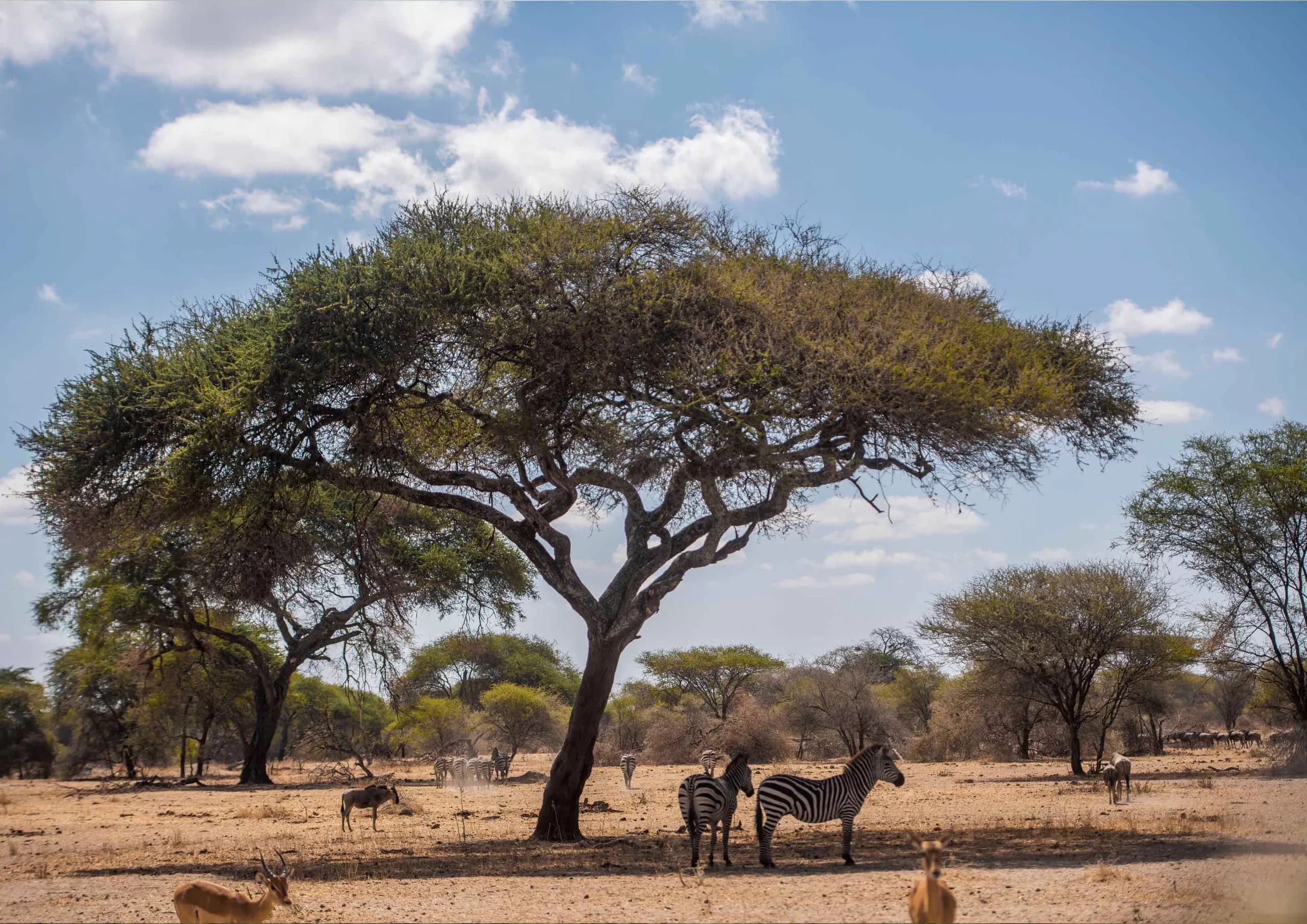Tanzania Safari and Zanzibar Packages