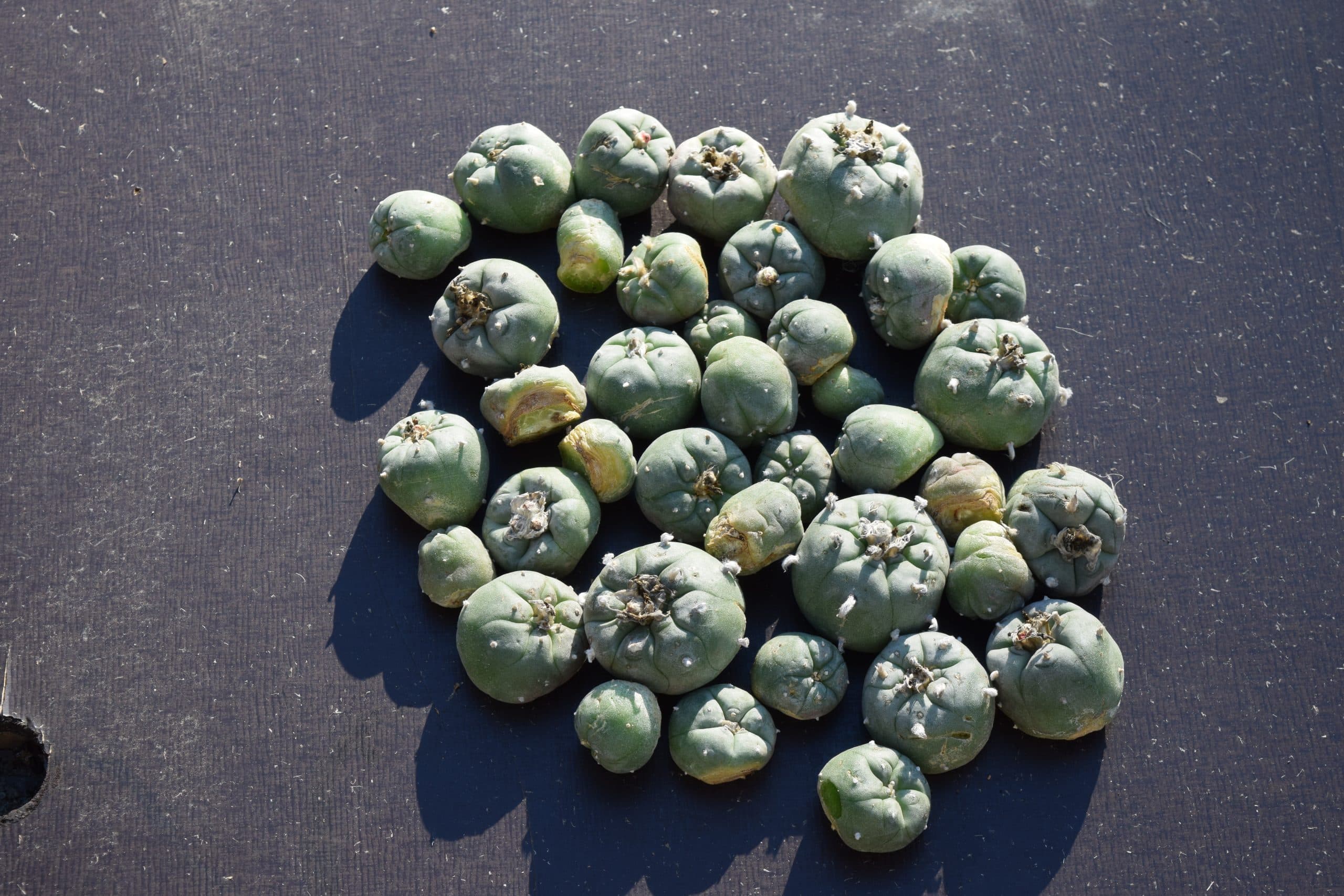 mescaline for sale