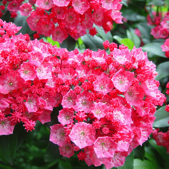 5 Best Shade Tolerant Shrubs