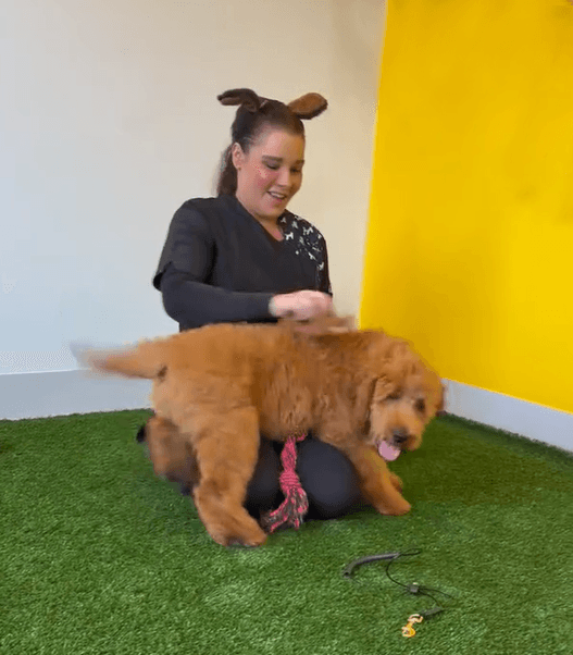 DogSalon-Dog Grooming Pagewood