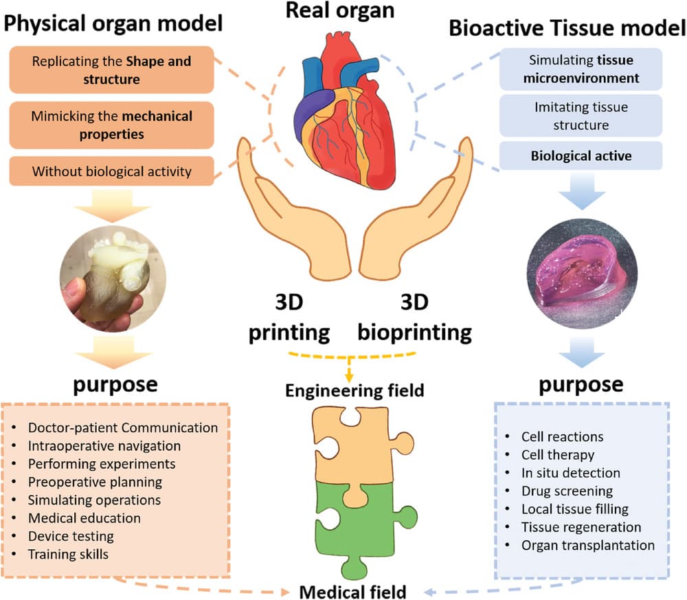 3D Bioprinting Market Size, Share and Trends