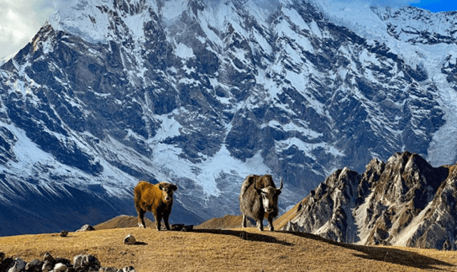 9 days Langtang Valley Trekking with Itinerary and cost  for 2024/25