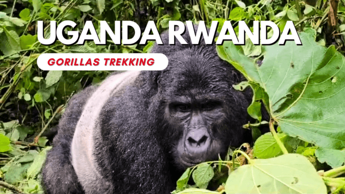 Gorilla tracking in Uganda and Rwanda – A Sustainable Adventure Blend for Your Motorbike Tour
