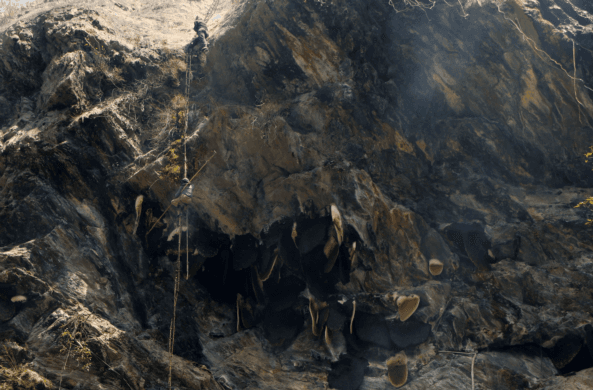 Honey Hunting Expedition in Nepal: A Journey into the Beehives Of Lamjung