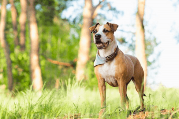 How to Choose the Right Ezydog Harness