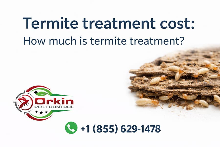 Termite treatment cost: How much is termite treatment?