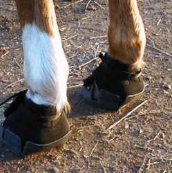 Choosing Cost-Effective Hoof Boots: A Practical Guide