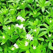 The Best Perennial Plants for Sale Online