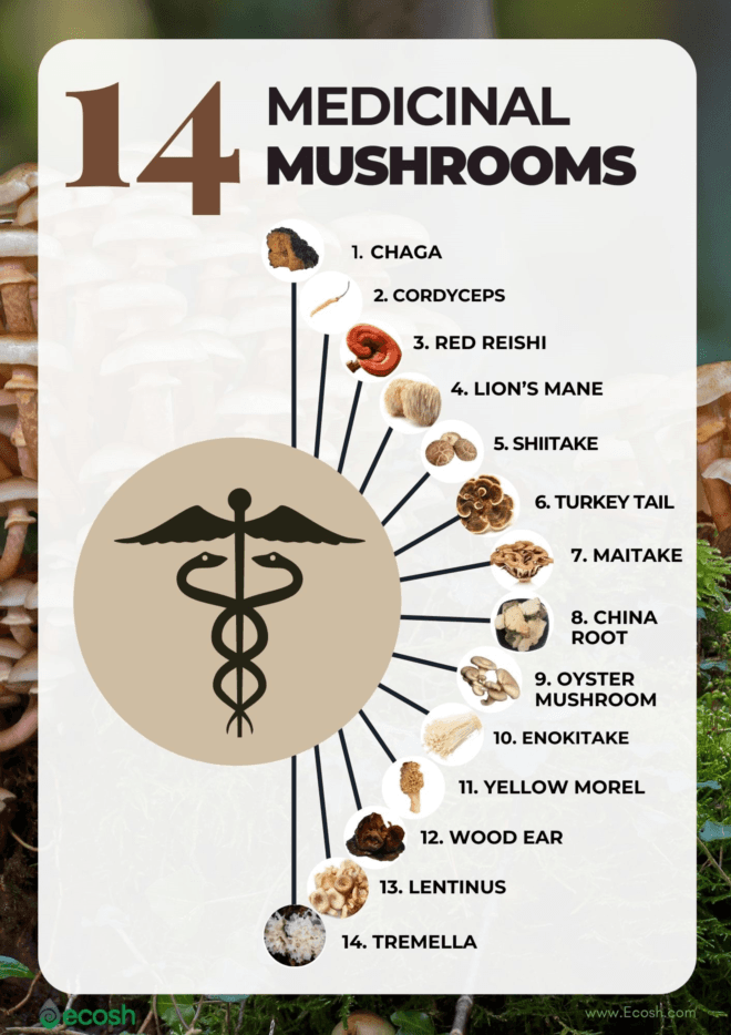 Benefits of Mushroom Edibles  ﻿ ﻿