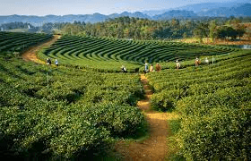 Assam Best Tour Package Explore 
