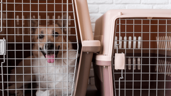 Are Crates for Dogs Good?