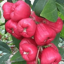 Indian trees and its features