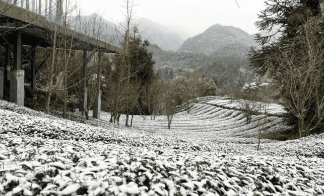 It’s snowing in Xueya Village, Mount Emei!