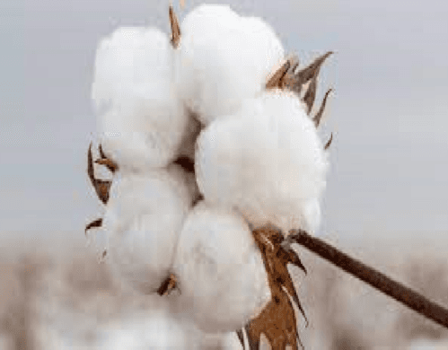 The Art of Precision: All About Cotton Swabs | Cotton Clamp