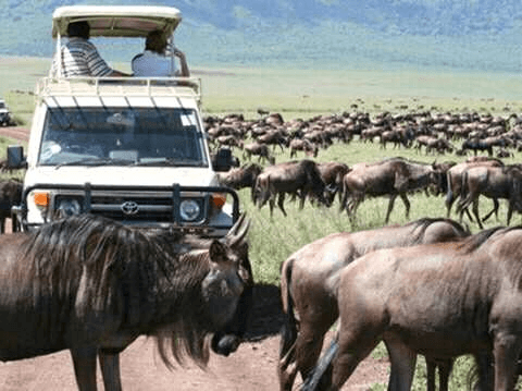 Wildebeest Migration Tanzania Kenya Safari Tour