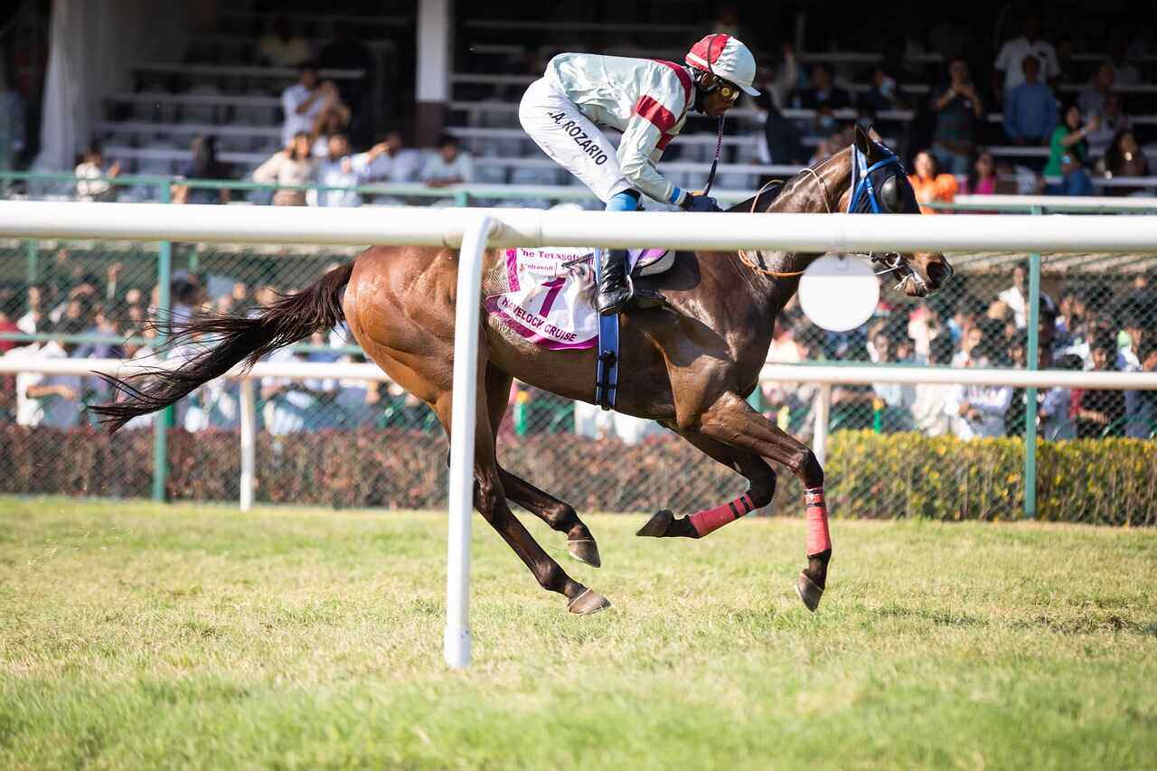Horse Racing Odds API – Real-Time Horse Racing Data Feed 