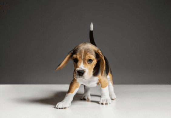Choosing a Puppy Pen for Your Furry Friend