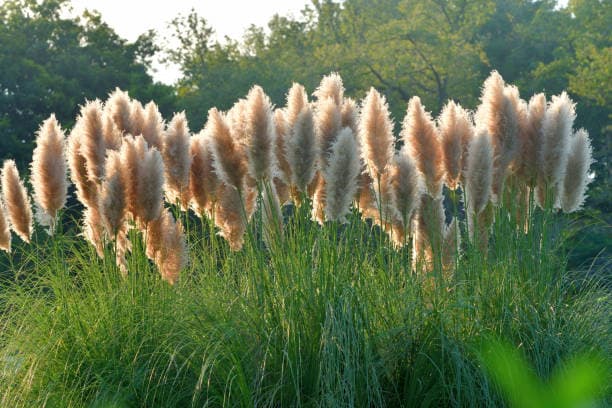 the pampas project