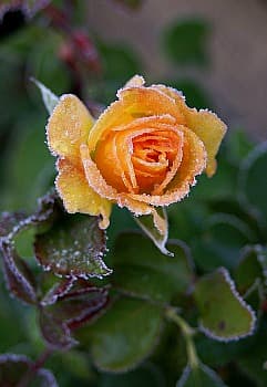 Frost Damage - How to treat your plants