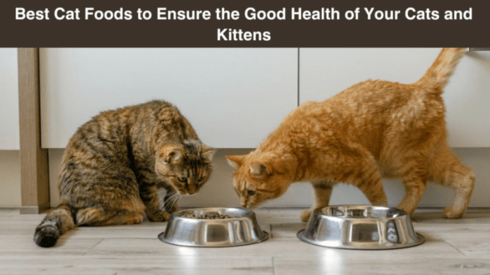 Best Cat Foods to Ensure the Good Health of Your Cats and Kittens