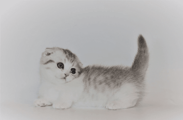 munchkin cat for sale