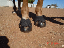 Draft Horse Boots: Protection and Comfort for Your Mighty Steed