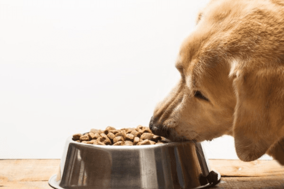 Why Invest in Dog Food Produced by Taste of the Wild? 