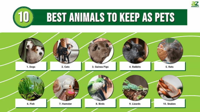 The 10 Best Animals To Keep As Pets in 2024