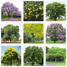 Indian Medicinal Plants