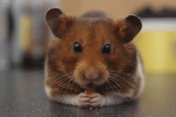 Top Online Hamster Games for Fun and Furry Adventures