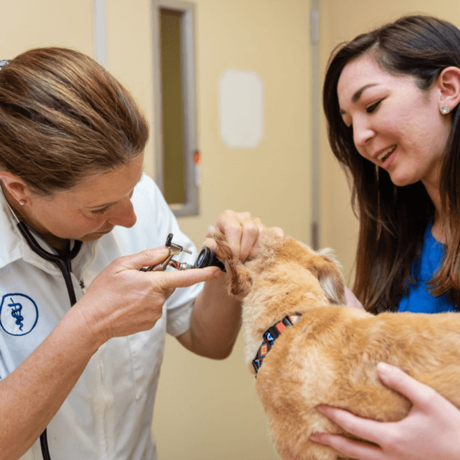 Surgery for animals