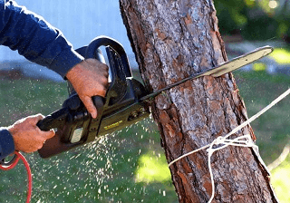 TREE CARE & REMOVAL