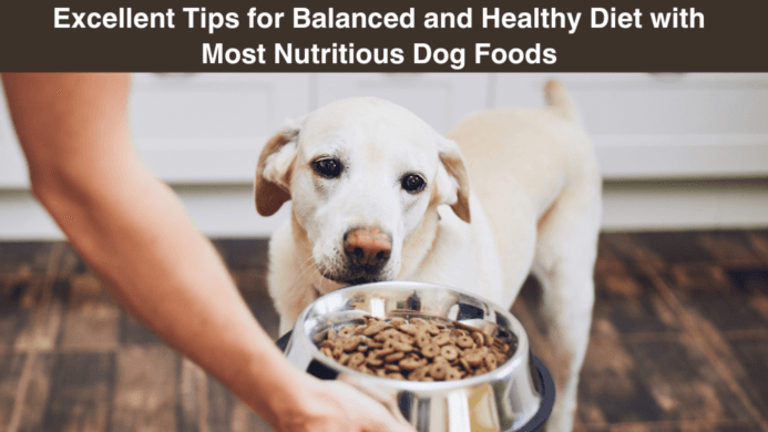 Excellent Tips for Balanced and Healthy Diet with Most Nutritious Dog Foods
