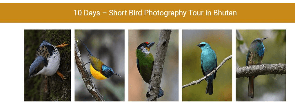 Feathered Friends: The Joy of bird watching tours
