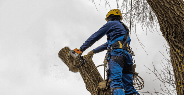 DIY or Call in Help - Know When to Seek Professional Help for Stubborn Stumps