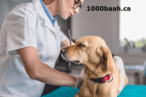 Animal Hospital in Vancouver