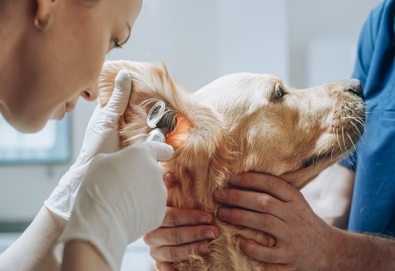 Dog Salon - Dog Grooming Pagewood