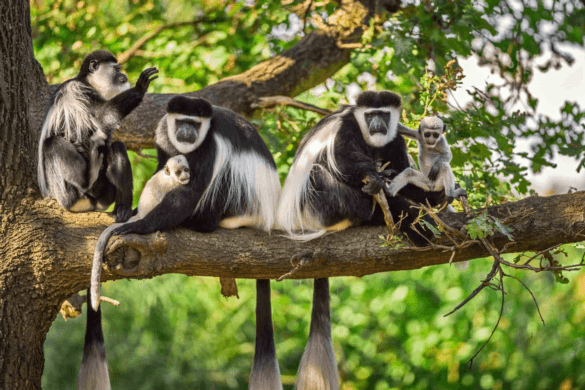 Unveiling the Wilderness: Exploring the Wonders of Aberdare National Park with Msangai Adventure