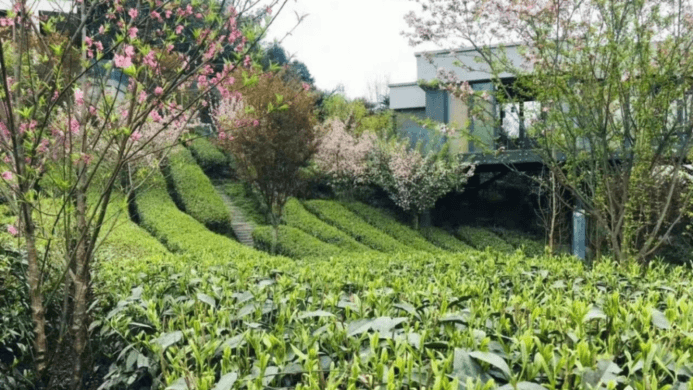 What Conditions Must Be Met for Organic Tea Plantation?