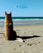 Gentle Pet Crossing - Aquamation/ Euthanasia  Services