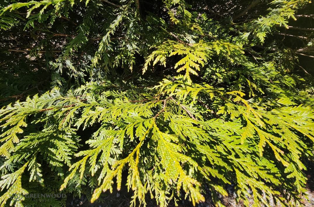 Fast Growing Nishiki Willow Shrubs For Privacy