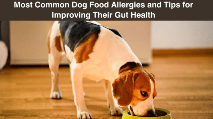 Most Common Dog Food Allergies and Tips for Improving Their Gut Health
