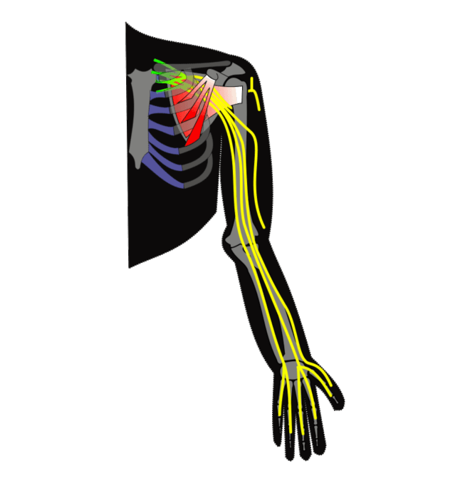 Best Brachial Plexus Hospital in India