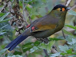 Bugun Liocichla