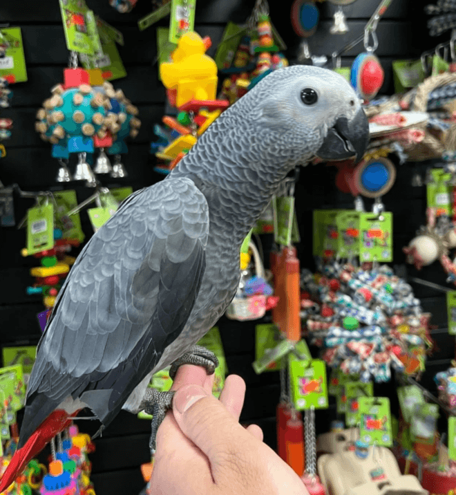 african grey parrot for sale