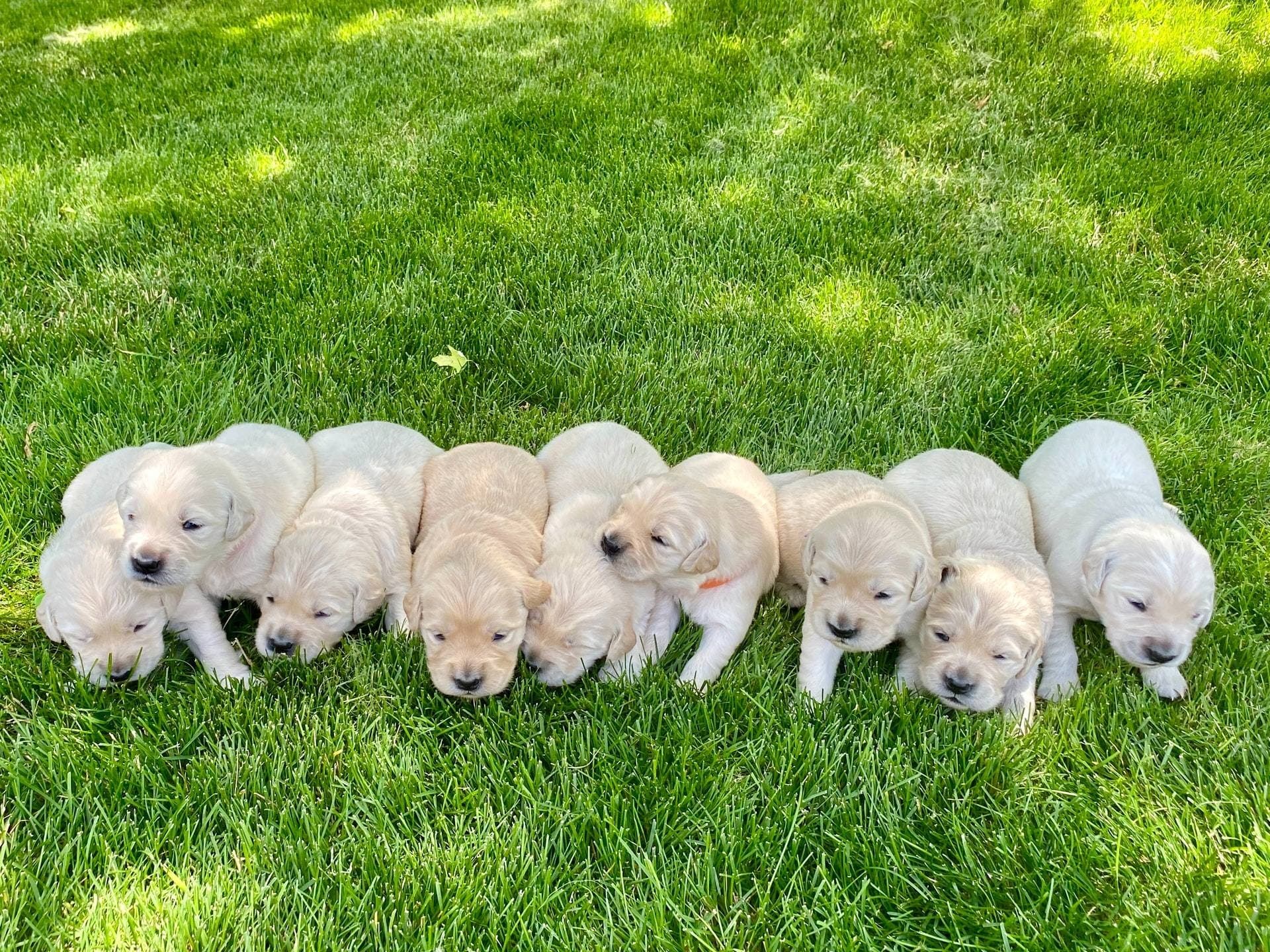 puppyyyyguyzz