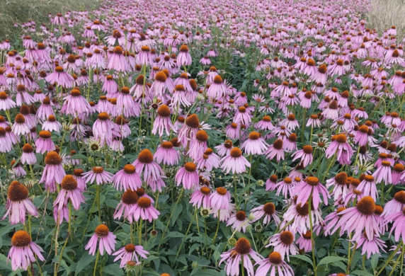 Echinacea flower plant