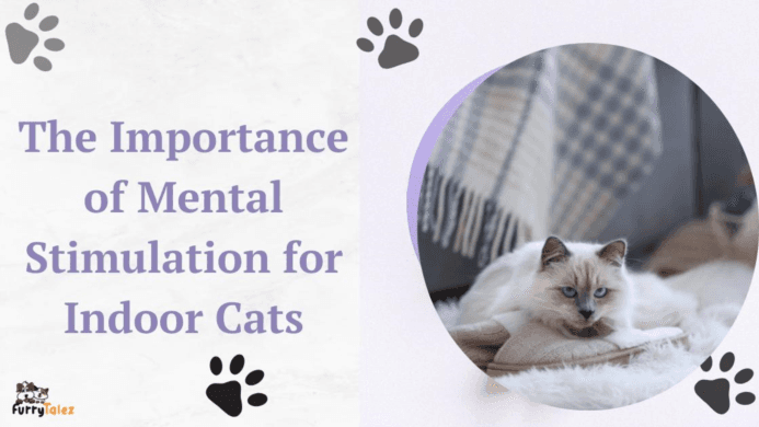 The Importance of Mental Stimulation for Indoor Cats